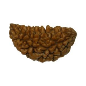 1 Mukhi Shaped Indian Rudraksha Bead, Lab Certified