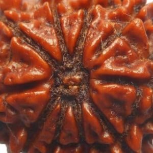 10 Mukhi Nepal Rudraksha Bead, Lab Certified & 100% Original