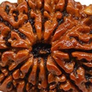 11 Mukhi Nepal Rudraksha Bead, Lab Certified & 100% Original