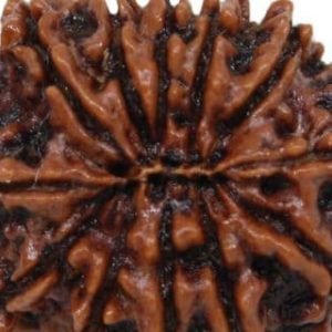 12 Mukhi Nepal Rudraksha Bead, Lab Certified & 100% Original