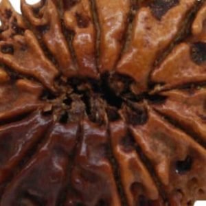 13 Mukhi Nepal Rudraksha Bead, Lab Certified & 100% Original