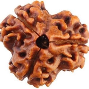 3 Mukhi Nepal Rudraksha Bead, Lab Certified And 100% Original
