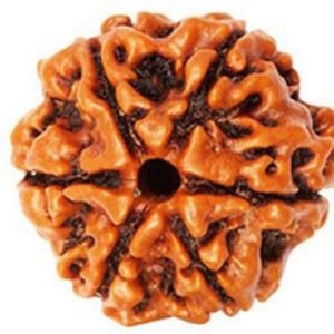 6 Mukhi Nepal Rudraksha Bead, Lab Certified & 100% Original