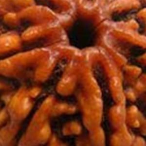 7 Mukhi Nepal Rudraksha Bead, Lab Certified And100% Original