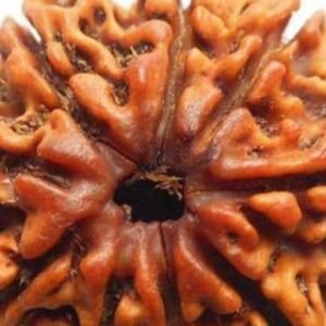 9 Mukhi Nepal Rudraksha Bead, Lab Certified & 100% Original