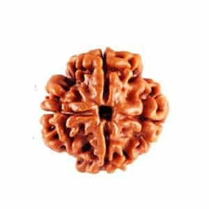 Natural 5 Mukhi Rudraksha Bead for Mala, Bracelet, Pendant, Jewellery Making and Spiritual Accessories