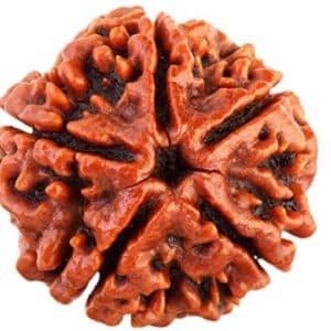 Natural 5 Mukhi Rudraksha Bead for Mala, Bracelet, Pendant, Jewellery Making and Spiritual Accessories
